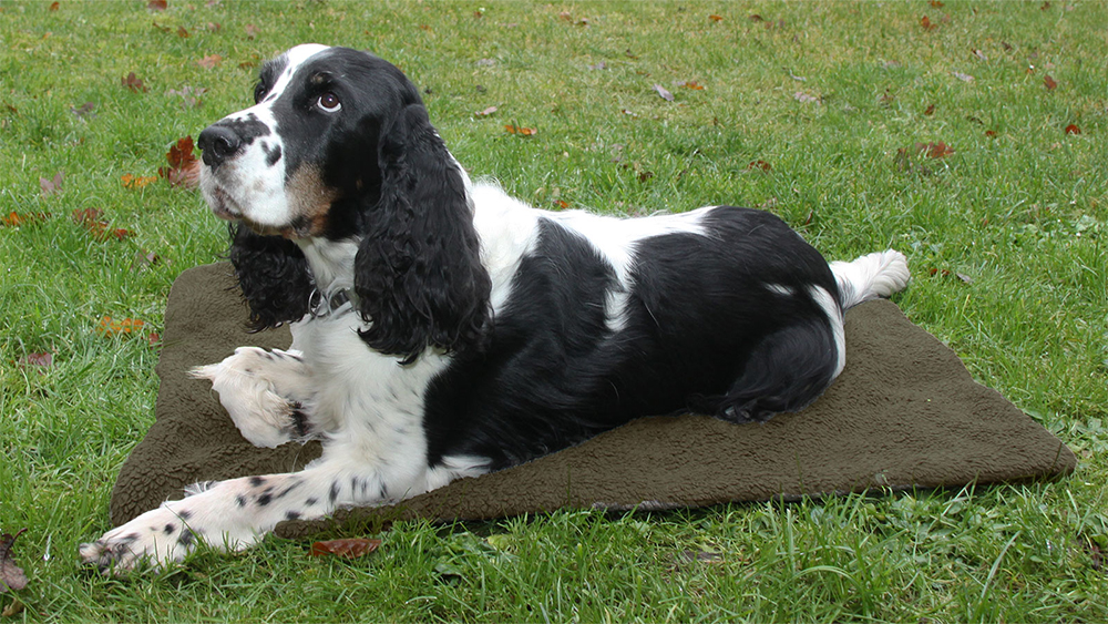 90730000_AKAH-Shooterking_Hunde-Thermobett_70x100cm_rutschfest-waschbar_www.bayerwald-jagdcenter.de_0.jpg